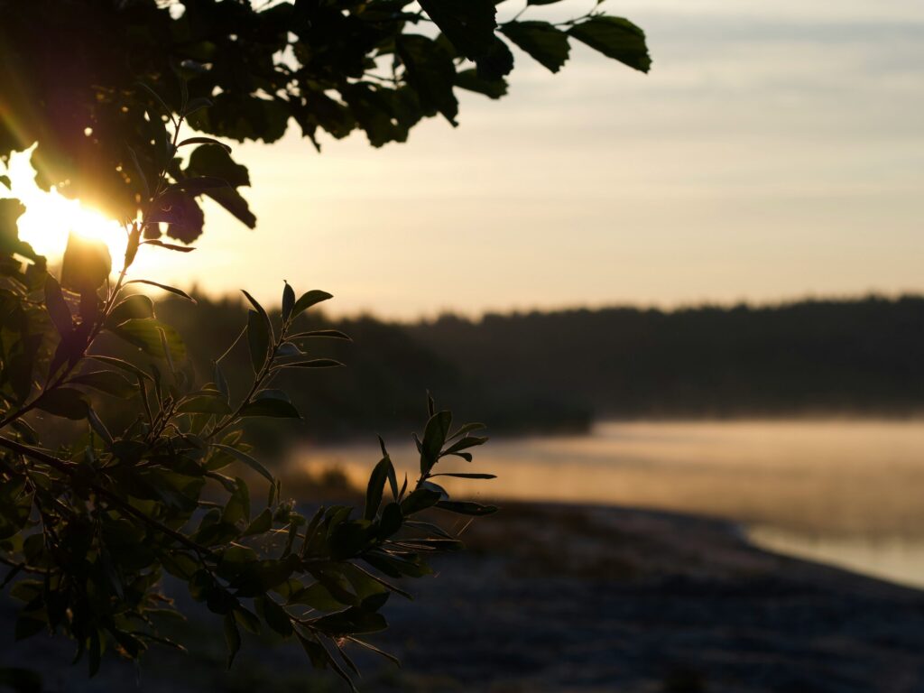湖の葉の隙間から太陽の光差し込む写真